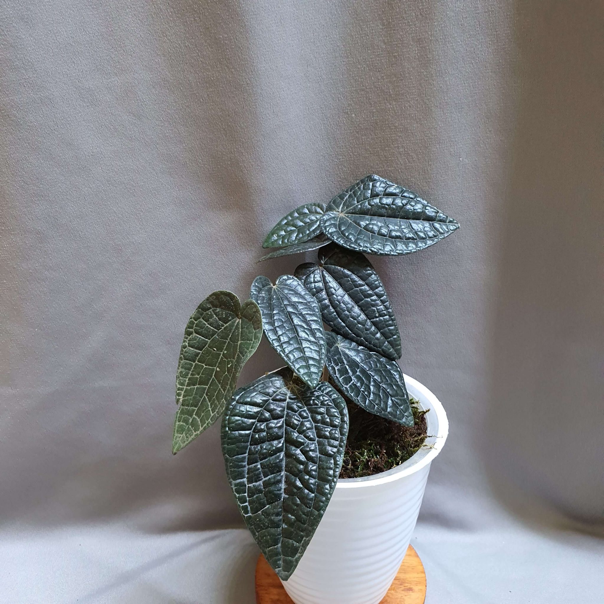 Dioscorea sp. | Happy Plant Nursery