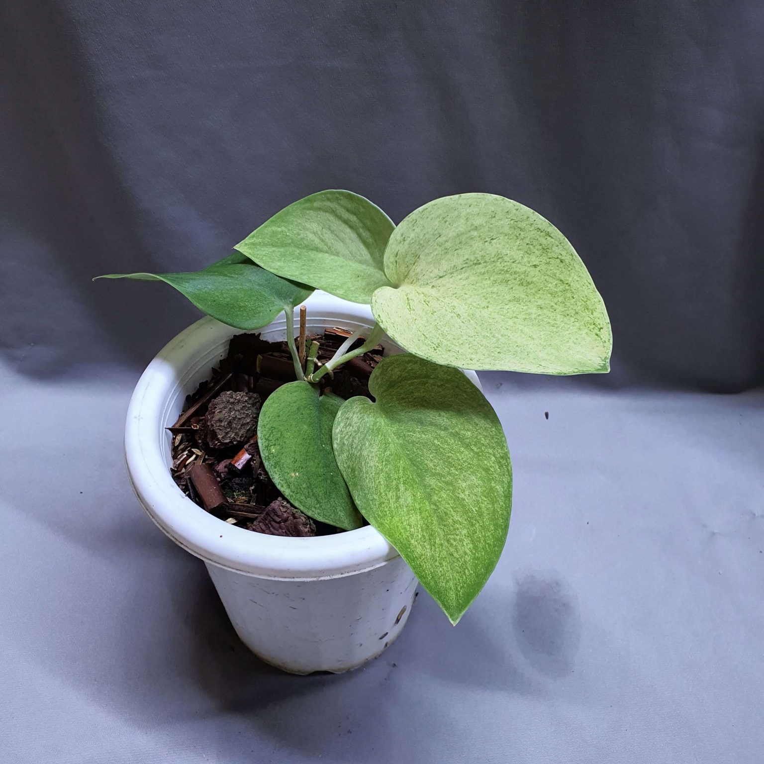 Scindapsus jade satin mint variegata Happy Plant Nursery