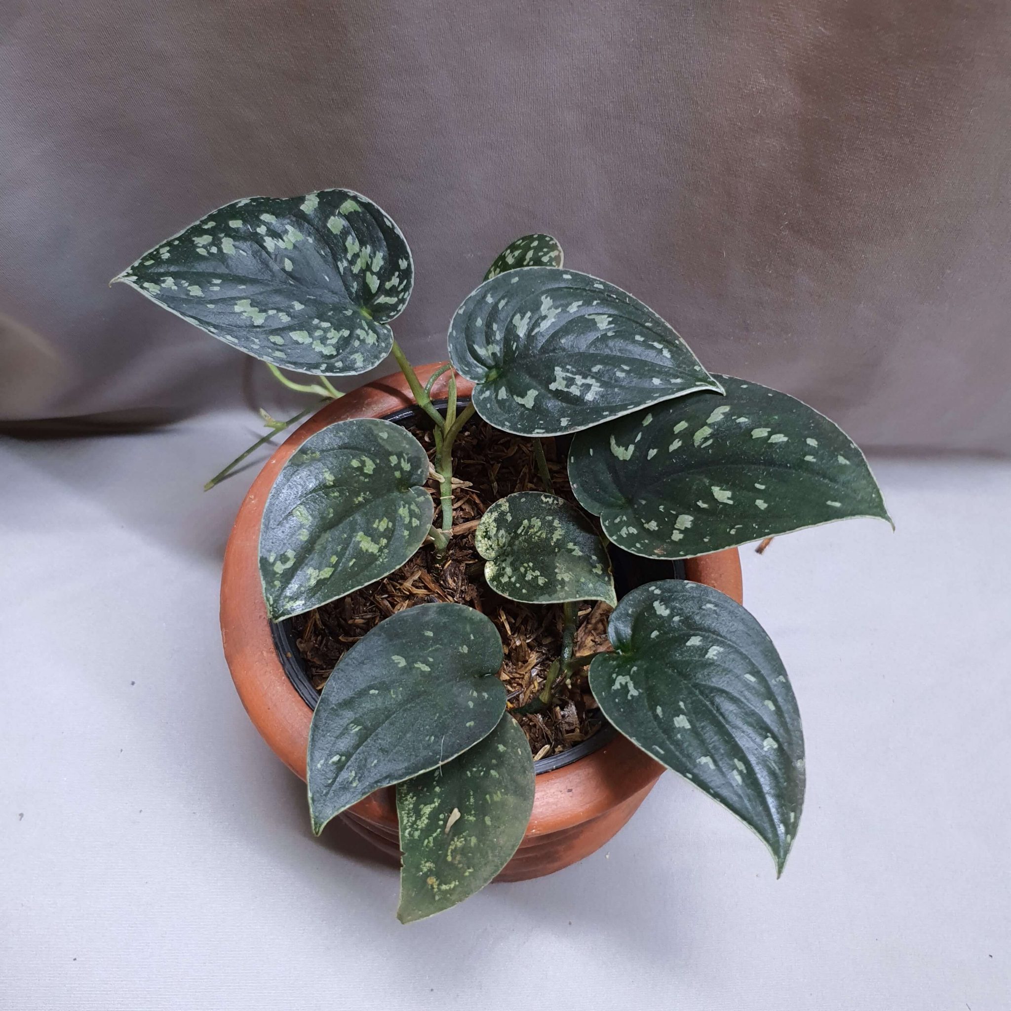 Scindapsus argerius black | Happy Plant Nursery
