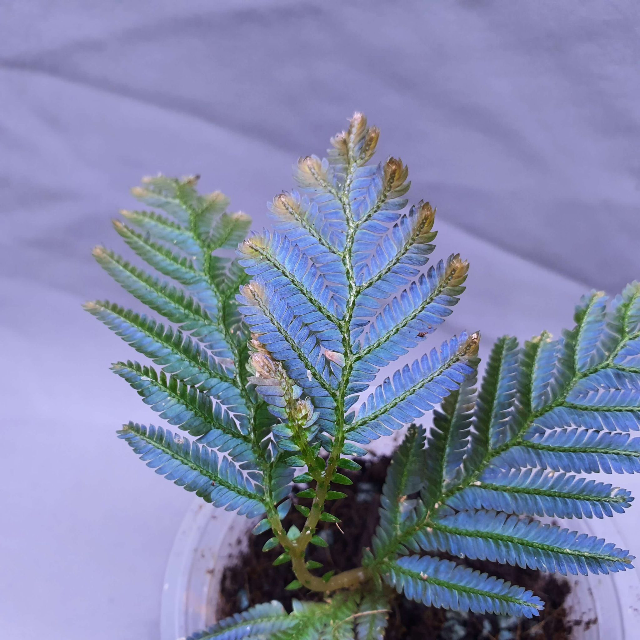 Selaginella Siamensis Happy Plant Nursery selaginella-siamensis-happy-plant-nursery