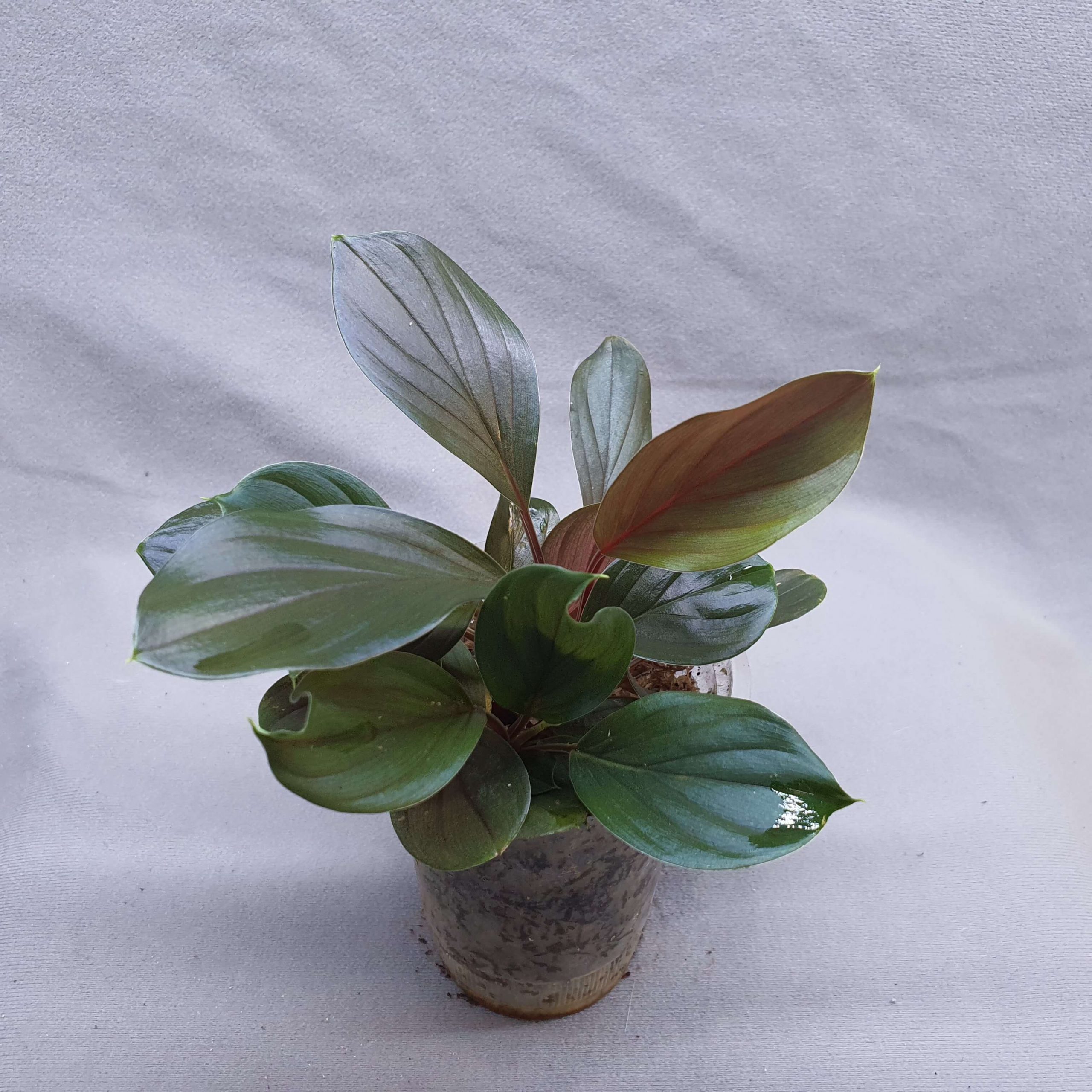 Homalomena sp. “夕霧” T-3810-2 Homalomena sp payakumbuh sumatera | Happy Plant Nursery