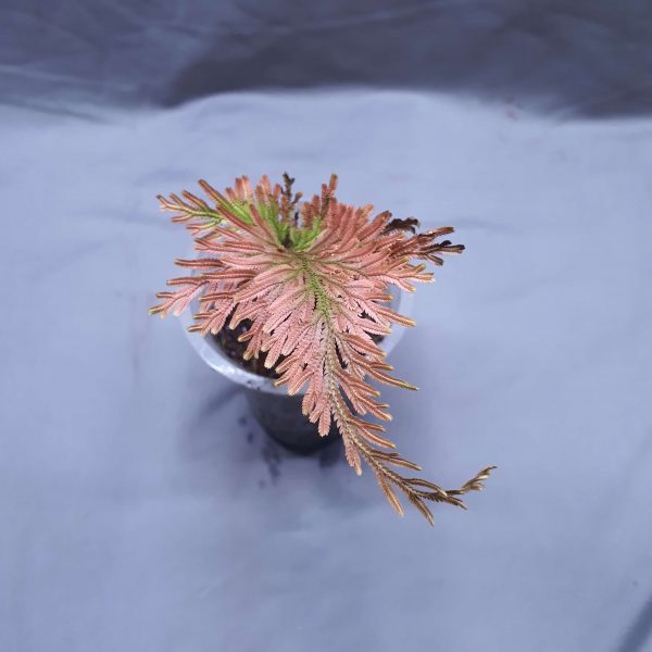 Like most Selaginella, this one doesn't do well when allowed to dry out, so keeping it moist at all times is the best practice to follow. In a live vivarium environment, this quick-growing species readily climbs upward on moist backgrounds & decor items. It thrives in higher humidity (70% R/H) but will tolerate less if it's misted fairly often. This plant can get a little carried away if left on it's own in ideal conditions, so expect some pruning from time to time. Depending on your goal, it can be pruned to either a climbing or "bushy" appearance. Keep lighting on the lower-end of things, ensure it stays moist, and this plant will do very well.