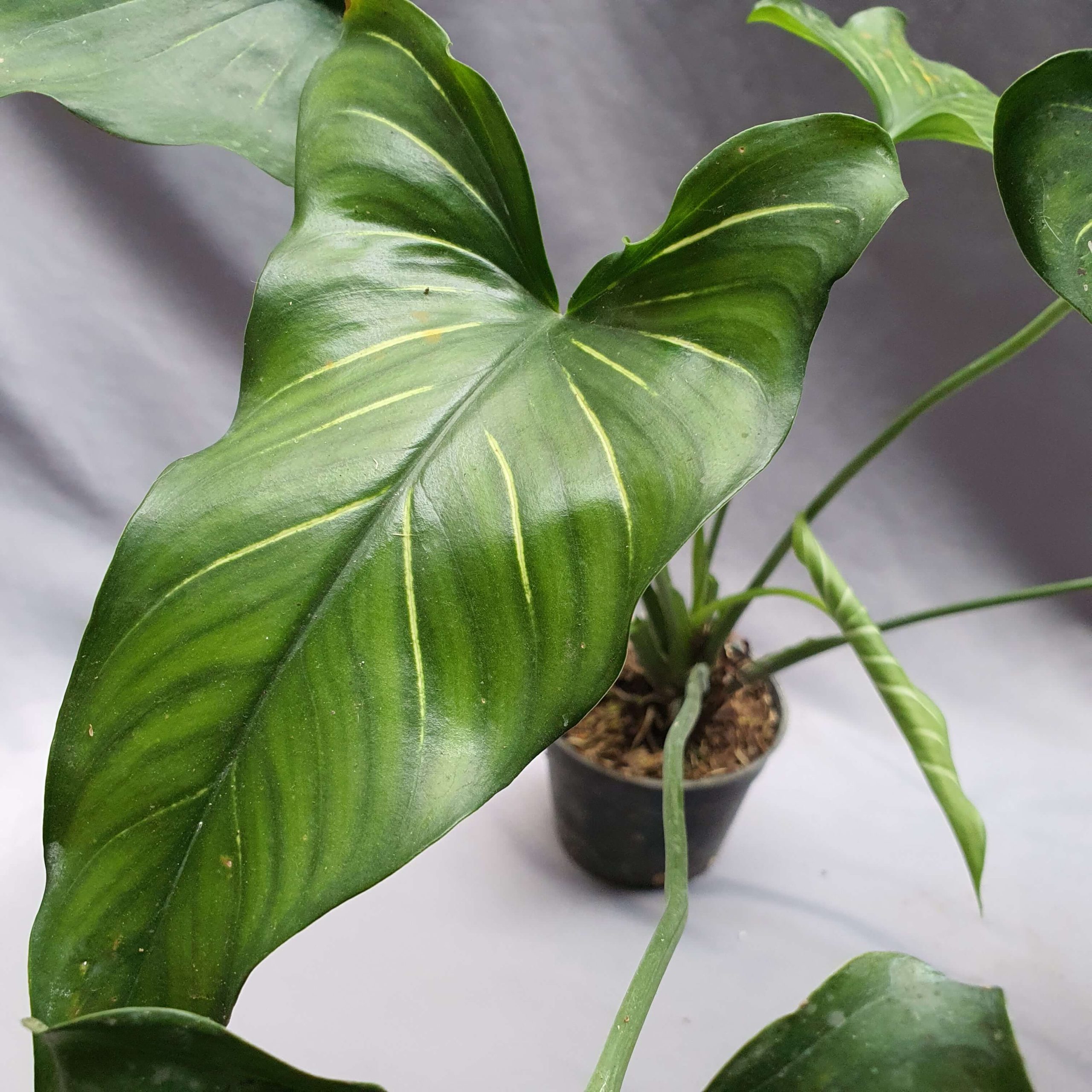 Homalomena sp Homalomena sp