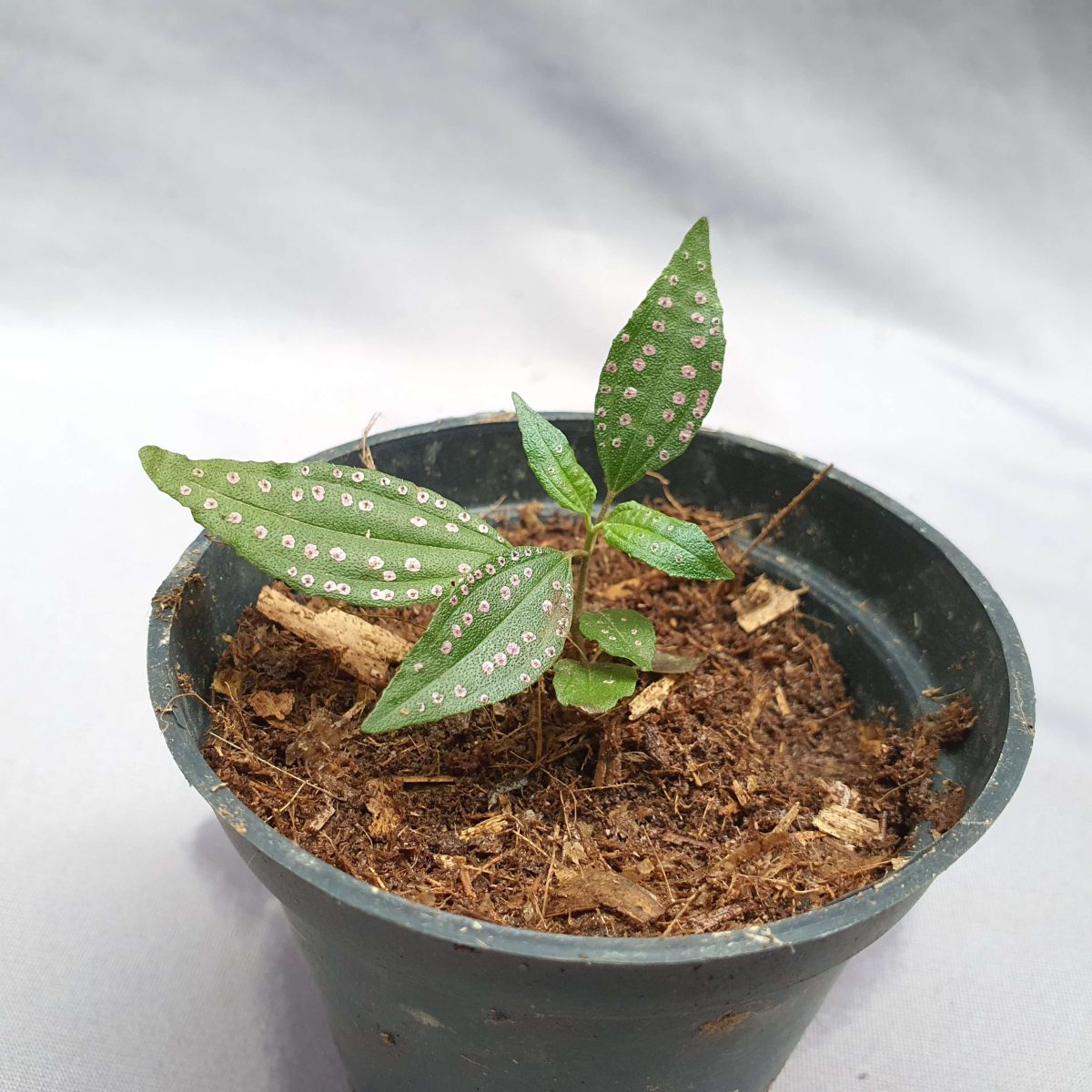 Blastus cochinchinensis pink