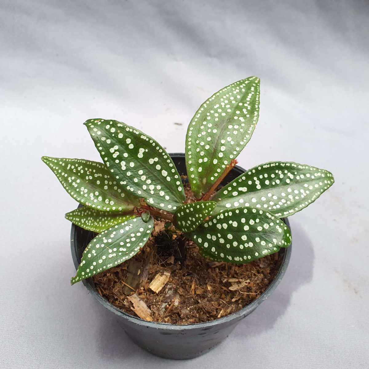 Sonerila polkadot sp sekadau for sale