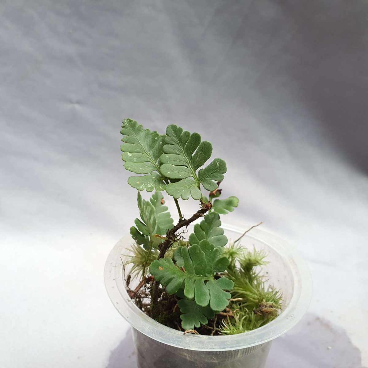 Davallia repens