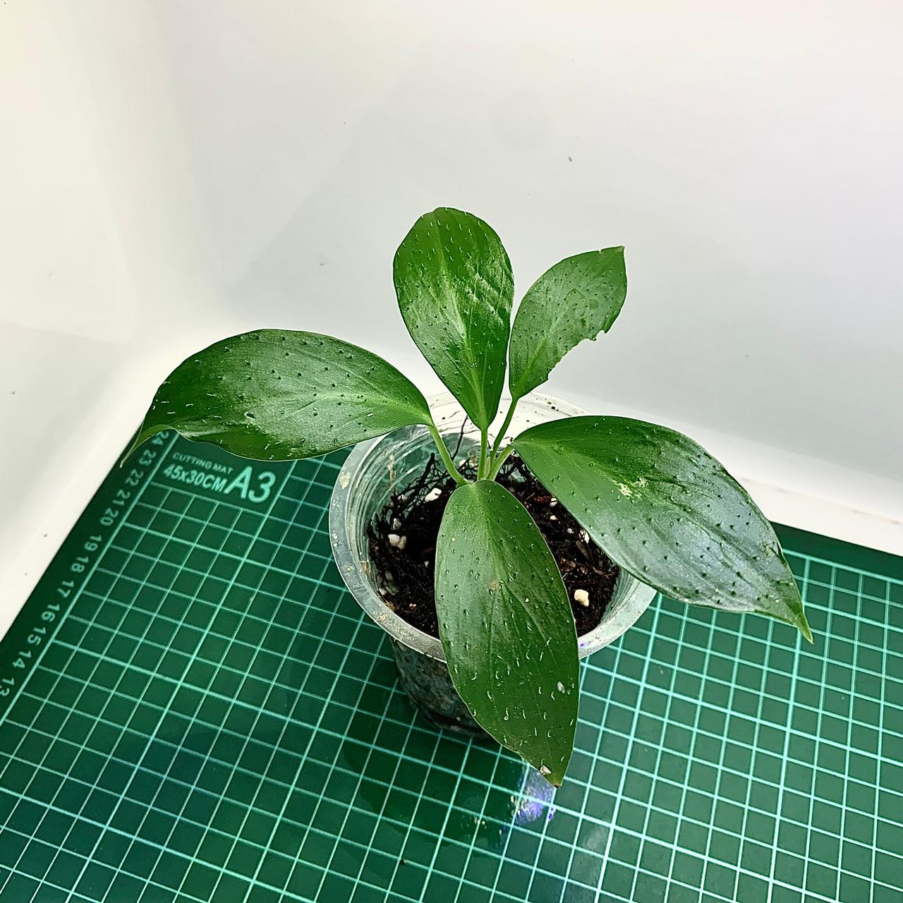 Homalomena cf. hasei from Aceh sumatera [LA1118
