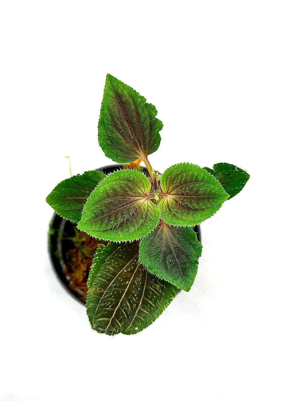 その他観葉植物 Sarcopyramis napalensis ver. bodineri Sarcopyramissp..jpg?v=